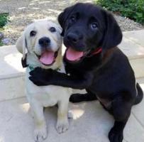 Veterinarias Sin datos  doggie